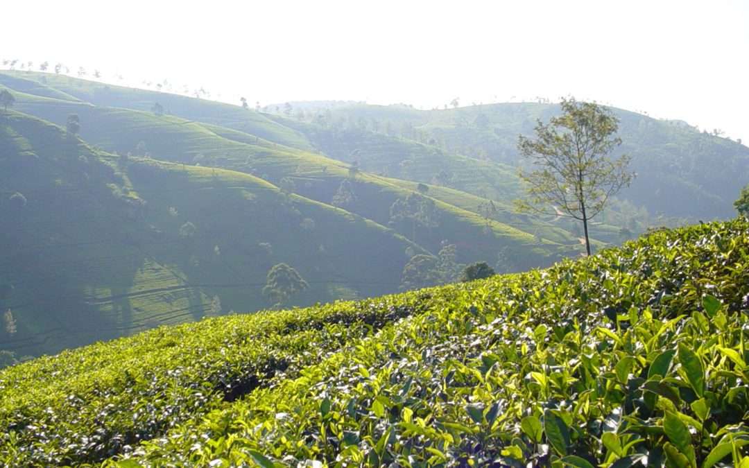 Sinhala
